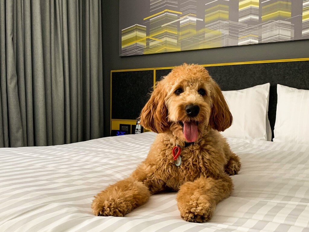 pet friendly accessible accommodation perth